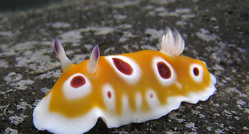 Chromodoris cf geminus